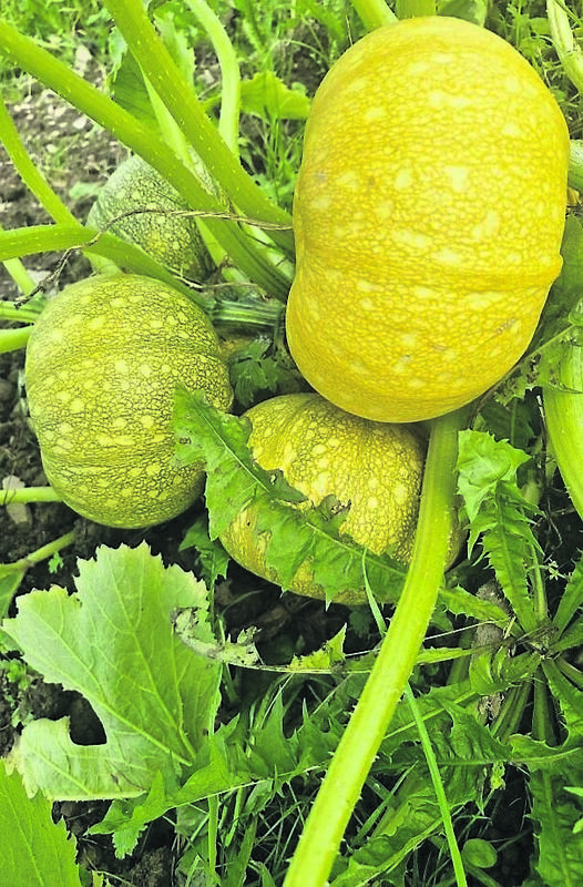 Courgette ‘Tondo di Nizza’ is grown for seed production at True Harvest Seeds