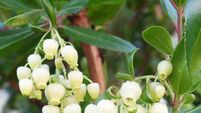 Which tree would suit your garden?