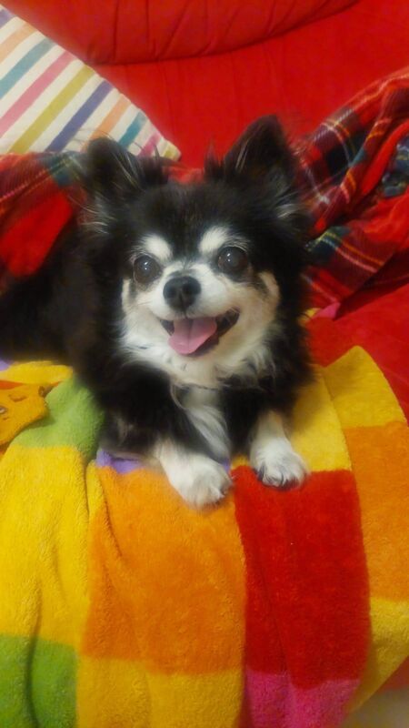 Christine said it was difficult to be away from her dog, Pepsi, while on the show.