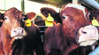Closeup of beef looking at camera. In a stable are many beefs. Ordinary day at organic farm.