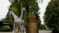 Suspected bird flu shuts Fota Wildlife Park for two days