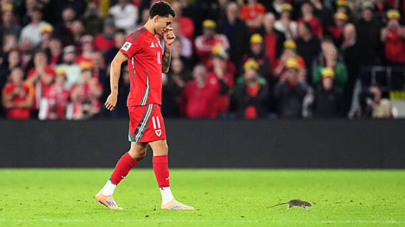 Cardiff defend pest control policy after rat halts Wales match Cardiff defend pest control policy after rat halts Wales match