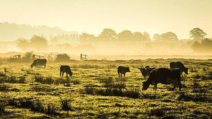 Animal diseases