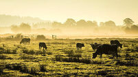 Animal diseases