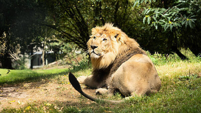 Samples taken from birds at Fota Wildlife Park test positive for bird flu