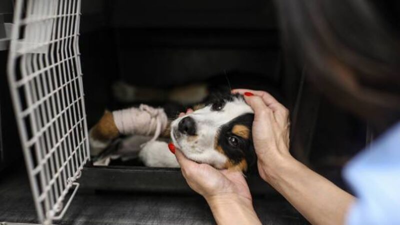Concern at the lack of animal cruelty calls to CSPCA Concern at the lack of animal cruelty calls to CSPCA