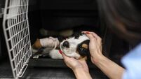 Concern at the lack of animal cruelty calls to CSPCA
