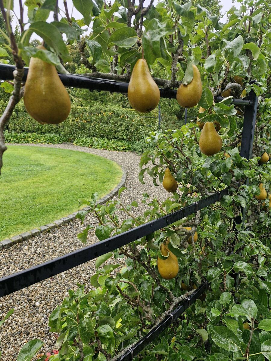 Gardening pears looking very sculptural, trained on a metal support in one section of the walled garden at Glenarm Castle.