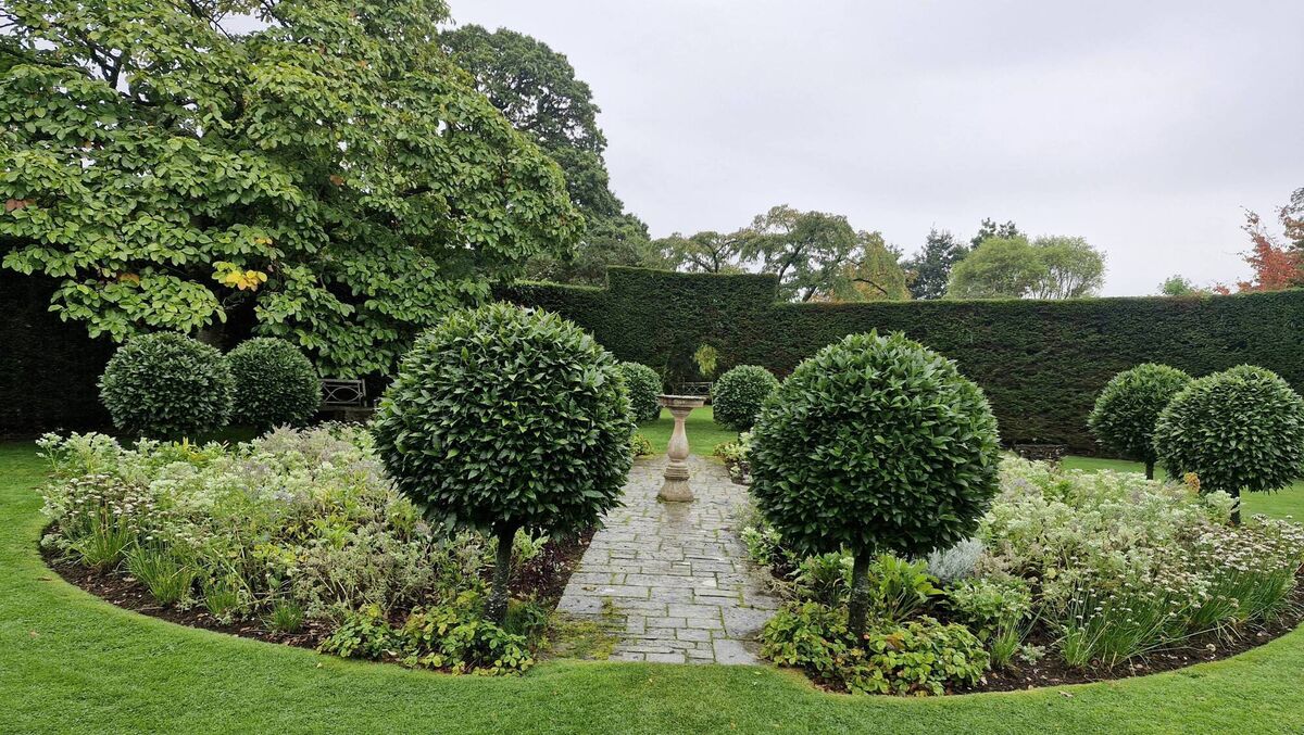 The herb garden enclosed within the circular yew hedge with magnolia tree on the left. 