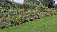 In the garden: Autumn tasks and garden visits