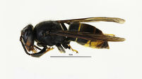 Asian hornet sighted in Britain