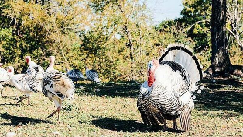 Cork poultry farmer concerned about his turkeys contracting bird flu Cork poultry farmer concerned about his turkeys contracting bird flu