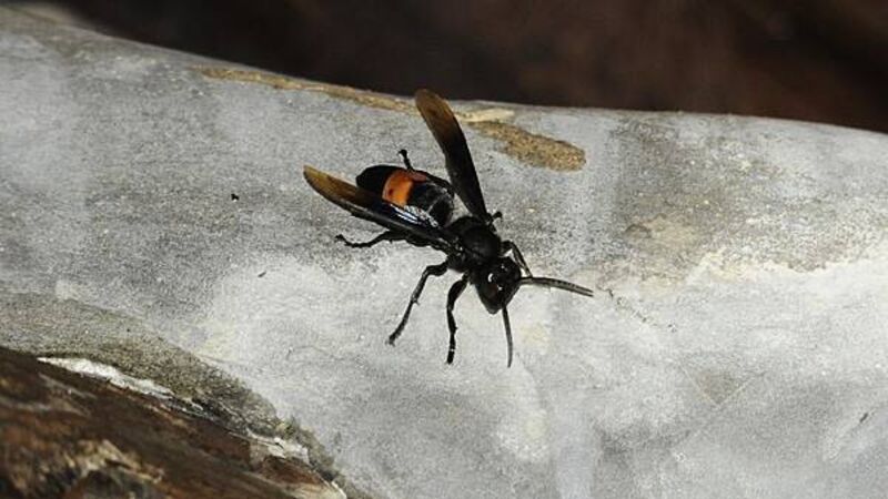 Asian hornet nest found in Belfast area, says minister Asian hornet nest found in Belfast area, says minister