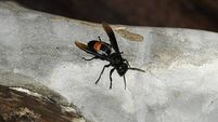Asian hornet (Vespa tropica)