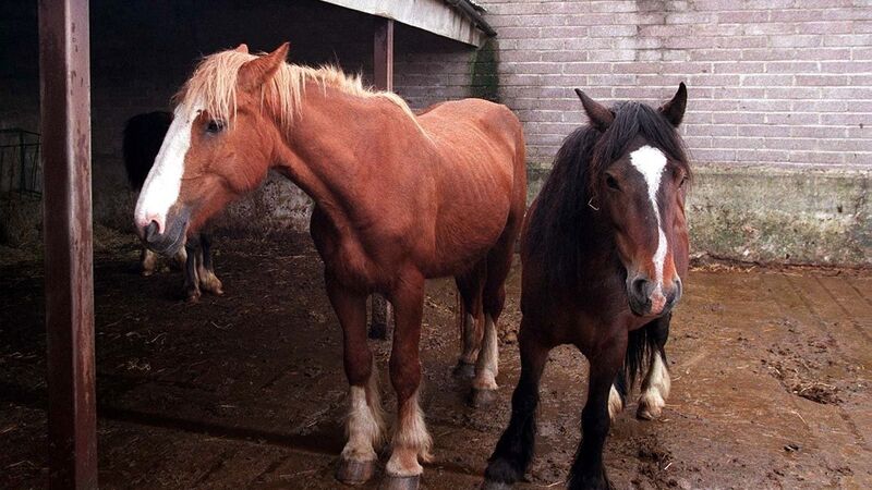 Local authorities in Cork seize 50 stray horses in first six months of this year Local authorities in Cork seize 50 stray horses in first six months of this year