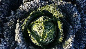 Vegetable harvest