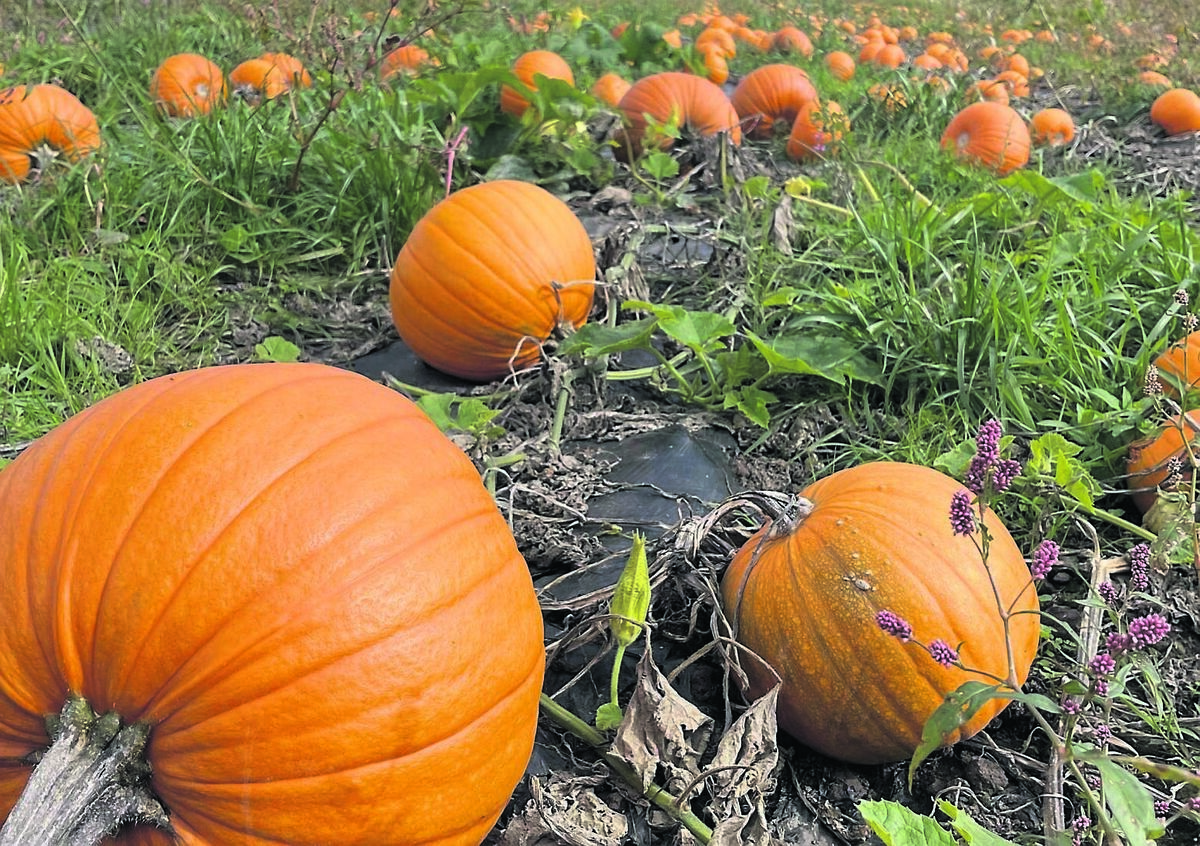 Douglas Pumpkin Patch, Castletreasure, will be hosting a pumpkin picking event next weekend as they team with neighbours Lapland Farm for the event. Douglas Pumpkin Patch, Castletreasure, will be hosting a pumpkin picking event next weekend as they team with neighbours Lapland Farm for the event.