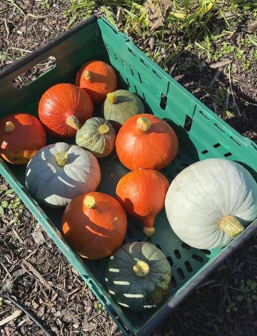Kate's squash harvest for 2025 Kate's squash harvest for 2025