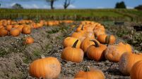 Pumpkin recipe ideas: Kate Ryan on how to use up your Halloween haul