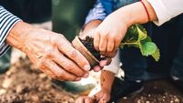 Senior man with grandaughter gardening in the backyard garden.
