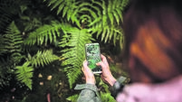 iStock-1168484619.jpg Woman taking photo of fern in forest