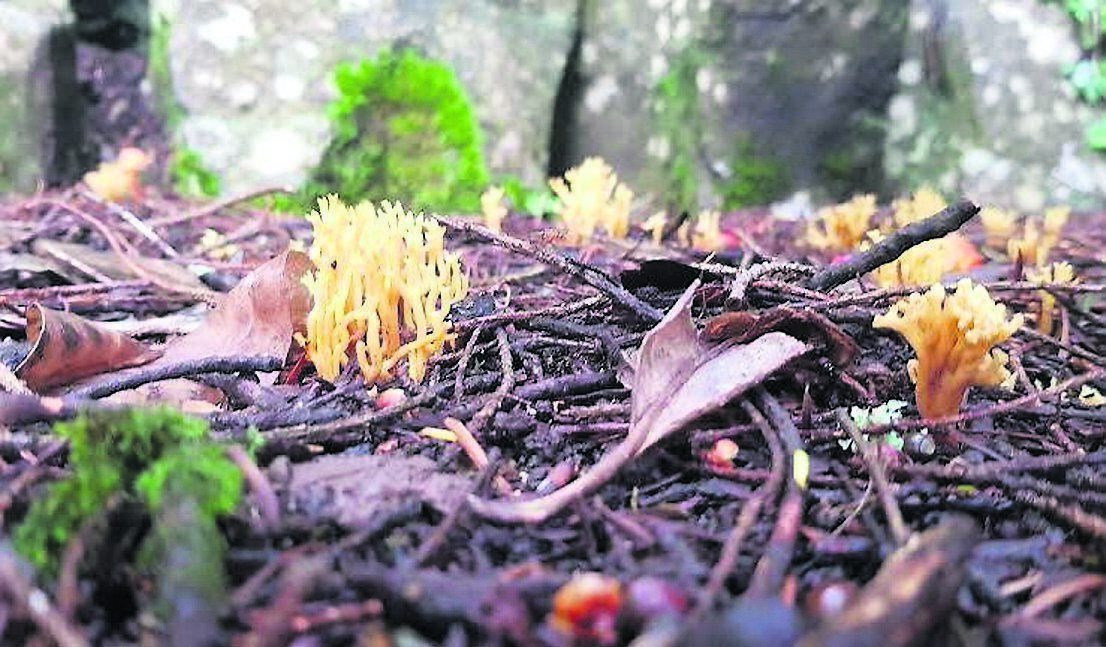 It is nearing the end of mushroom season and this coral fungas is commonly found growing underground on dead wood or under beech trees. It is nearing the end of mushroom season and this coral fungas is commonly found growing underground on dead wood or under beech trees.