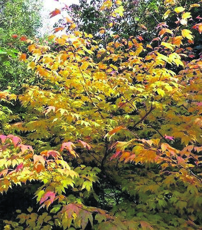 Lindera triloba wearing its autumn coat. See Plant of the Week.  Lindera triloba wearing its autumn coat. See Plant of the Week.