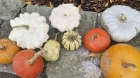 pumpkins come in all shapes and sizes and provide a great seasonal pop of colour for displays or the pot at this time of year.jp In the garden: The last hurrah before winter sets in