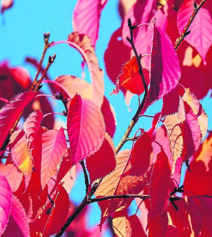 Prunus sargentii, or Sargents Cherry, produces great autumn leaf colour. See Plant of the Week