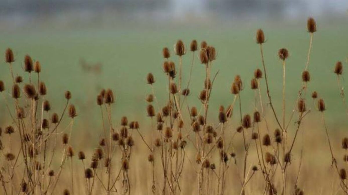 In the garden: November colour and winter tasks 