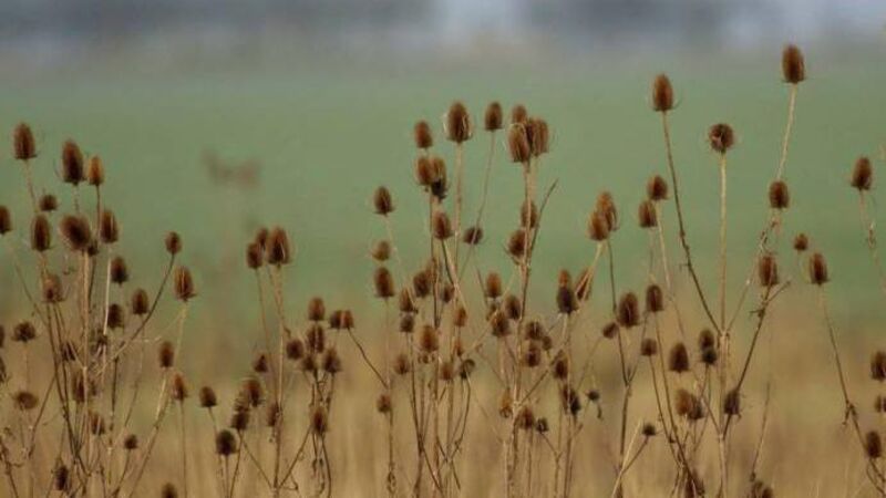 In the garden: November colour and winter tasks 