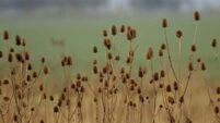 Teasel seed heads provide seed for finches in the garden over winter as well as looking great.jpg In the garden: November colour and winter tasks