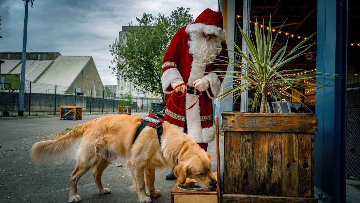 Dog-friendly Christmas cheer at Marina Market