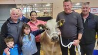 Charity sale of bullock in Cork mart raises €15k for Féile's recovery