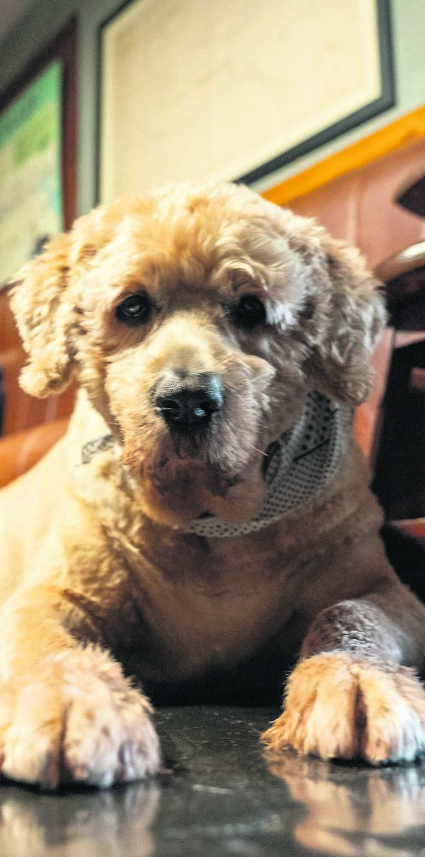The O’Callaghan family’s Labrapoodle, which is part of the furniture at O’Callaghans Bar & Guesthouse in Coachford. Picture: Noel Sweeney The O’Callaghan family’s Labrapoodle, which is part of the furniture at O’Callaghans Bar & Guesthouse in Coachford. Picture: Noel Sweeney