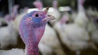 'A good Christmas will either make or break the year for us': Cork poultry farmers under pressure
