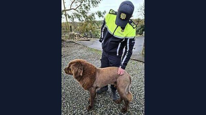 Gardaí conclude that roaming ‘lion’ was actually a dog