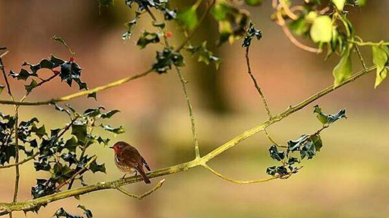 Fota Wildlife Park extends closure over bird flu outbreak