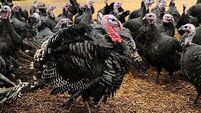Bird flu outbreak confirmed in turkey flock in Carlow
