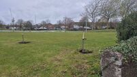 TREES.jpg Appeal for witnesses to Mahon act of vandalism