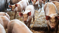 1346397311 British Pig Farmers Ask Government To Ease Immigration Rules