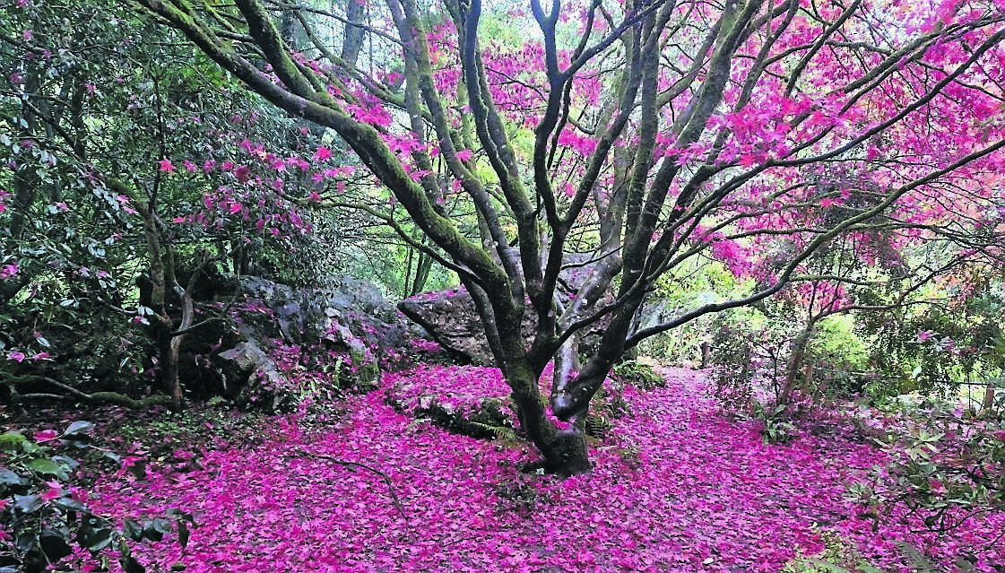 Acer palmatum putting on a vibrant show this autumn, it needs shelter and a neutral to acid soil