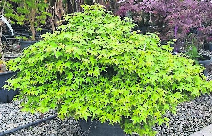 Acer palmatum ‘Little Princess’ is one of the more compact cultivars getting to about 1.5m in height and spread. See Plant of the Week