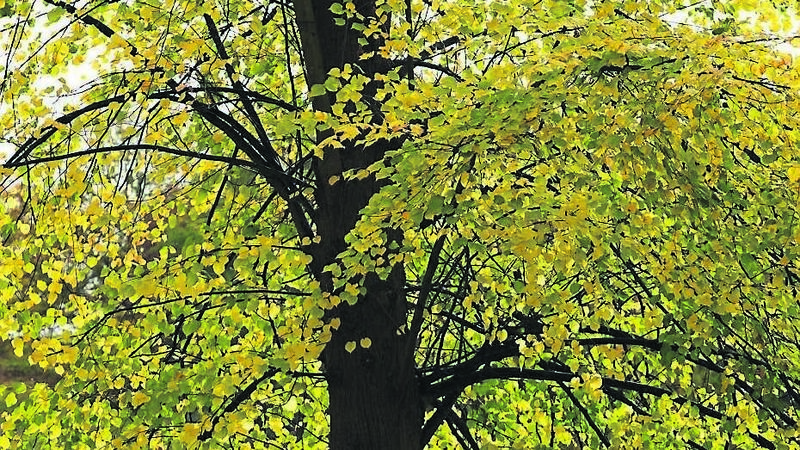 In the garden: What to bear in mind when planting trees