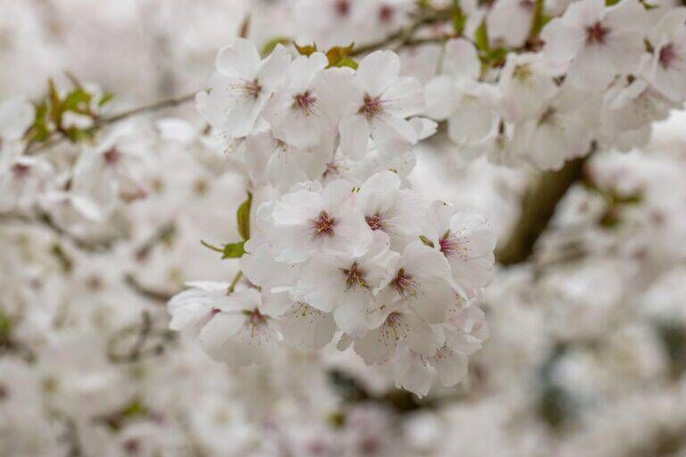 Pretty spring flowers of Prunus incisa 'The Bride'in spring. 
