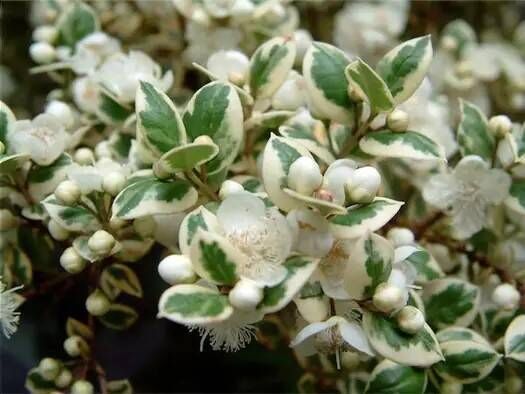 The evergreen foliage and white flowers of Luma apiculata 'Glanleam Gold' 