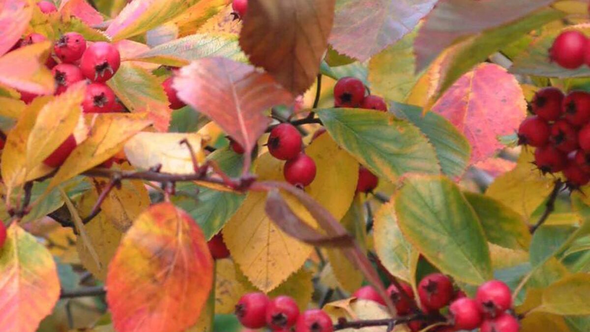 In the garden: Trees to plant in smaller gardens