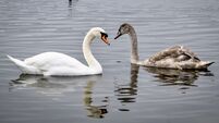Dead swans and a duck taken from The Lough in Cork sparking bird flu concerns Dead swans and a duck taken from The Lough in Cork sparking bird flu concerns