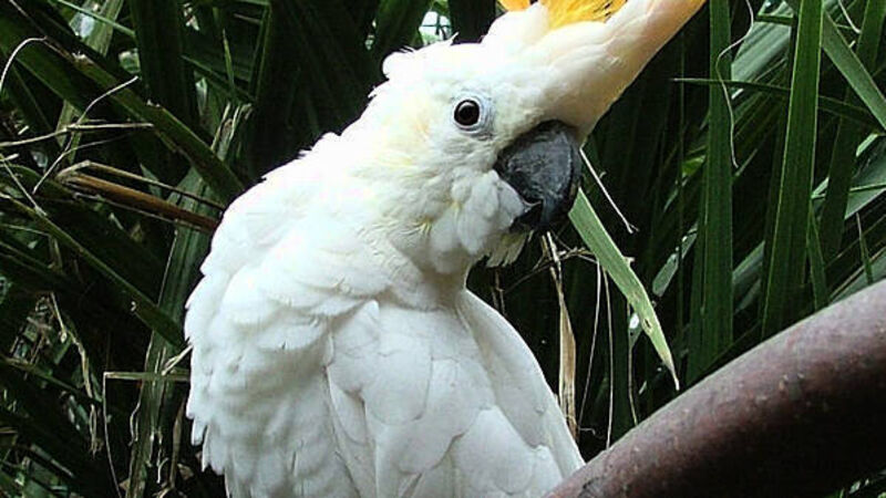 Feather in his cap as Dublin Zoo names parrot after World Cup qualifier hero