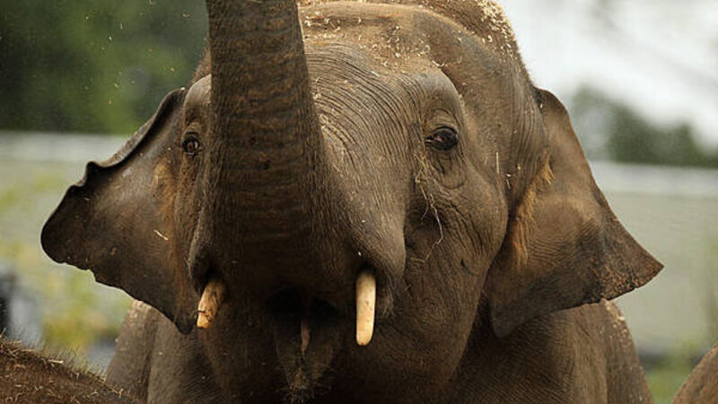 Endangered species among animal deaths at Dublin Zoo as mortality climbs by 64 per cent